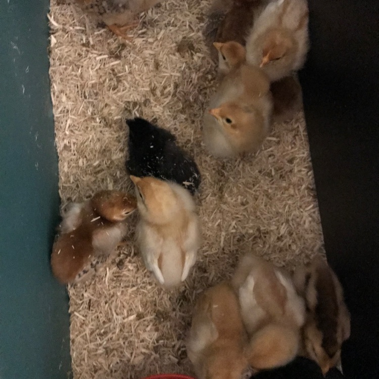 The chicks. are beginning to feather out  
